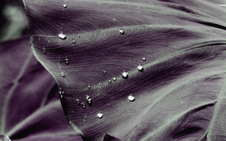 Large leaf water drops dark - drop of water free wallpaper