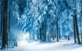 Snowy forest path magic matte - a path free wallpaper