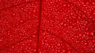Red leaf water drops macro 5 - a red leaf free wallpaper