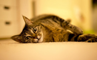 Surprised cat floor camera angle - dynamic camera angle free wallpaper