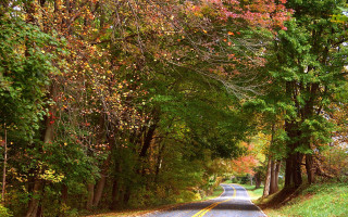 Autumn road lined with trees - tree and grass free wallpaper