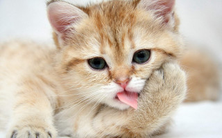 Kitten tongue out glamor pose - glamor pose free wallpaper