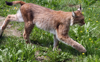 Lynx walking field flowers closed - its tail free wallpaper