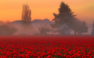 Red flower field foggy sunset - a foggy sky in the background free wallpaper