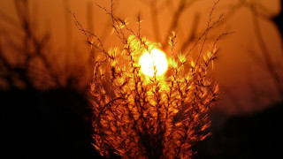 Sunset tallgrass backlight autumn leaves - backlight free wallpaper