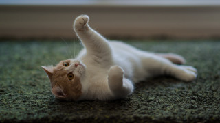 Cat arabesque glamor pose blurry - glamor pose free wallpaper