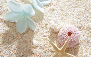 Starfish seaurchin sandybeach shells flowers - a sandy beach free wallpaper