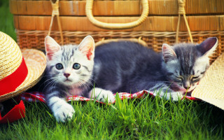 Kittens grass basket hat straw - the grass next free wallpaper