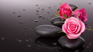 Pink roses black rocks water - cindy wright free wallpaper for desktop