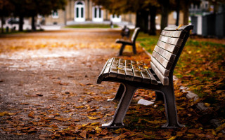 Park bench leaf covered ground - top of a leaf free wallpaper