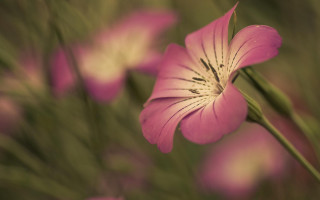 Pink flower closeup bokeh macro 2 - green stem free wallpaper for desktop