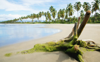 Lithic tree beach palm sky - a beach in the foreground free wallpaper