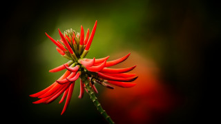 Red flower green stems macro - green stem free wallpaper