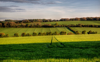Green field trees blue sky 9 - a few tree free wallpaper for desktop