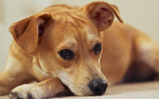 Brown dog sad look shiba - his face free wallpaper