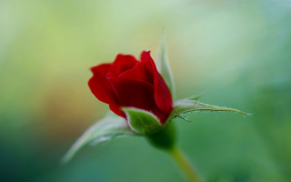 Red rose bud macro shallow - green leaf and grass free wallpaper