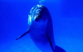 Dolphin light hologram underwater person - underneath free wallpaper