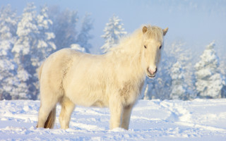 White horse snowy forest magic - a white horse free wallpaper