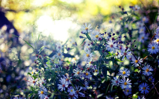 Blue flower field bokeh sunlight - the leaf free wallpaper