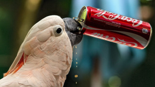 Cockatoo drinking coca cola surreal - dorothy coke free wallpaper