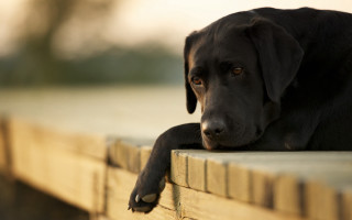 Black dog sitting wooden bench - a wooden bench free wallpaper