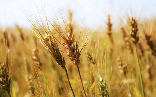 Wheat field blue sky clouds 20 - heavy grain free wallpaper
