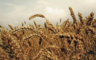 Wheat field sky clouds autumn - heavy free wallpaper