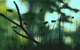 Bamboo moss plant nature forest - moss free wallpaper