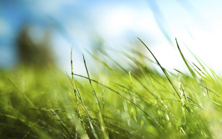 Grass sky blurry building nature - grass free wallpaper for desktop