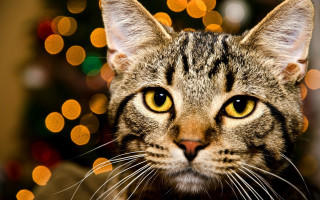 Cat christmas tree bokeh lights 2 - bokeh free wallpaper