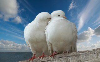 White birds ocean clouds beach - two white bird free wallpaper