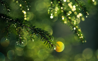 Pine water drops macro bokeh - bokeh free wallpaper
