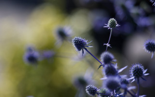 Blue flower hydrangea wisteria bokeh - a close up of a bunch free wallpaper for desktop