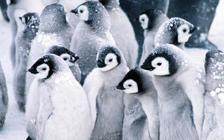 Penguins snow winter impressionist ecological - alfred eisenstaedt free wallpaper