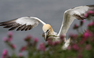 Bird nest field flowers gray - a few pink flower free wallpaper
