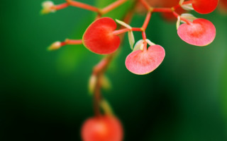 Plant red berries green background - the stem free wallpaper