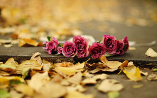 Pink roses sidewalk leaves fork - a sidewalk free wallpaper
