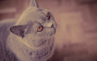Gray cat white face brown - brown eye free wallpaper