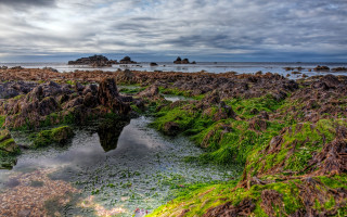 Rocky beach green algae mossy - green alga free wallpaper