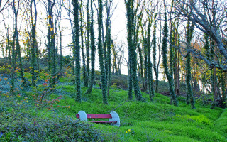 Bench green grass trees ecological - green grass and trees free wallpaper
