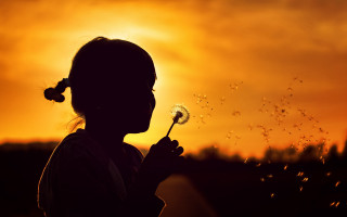 Little girl dandelion sunset silhouette - a dandelion free wallpaper