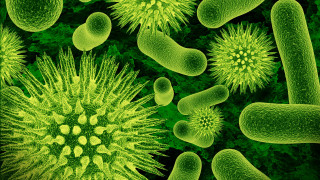 Green cell microscopic plant flower - biopunk free wallpaper