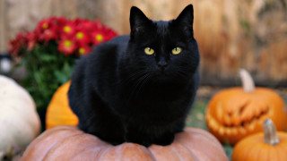 Black cat pumpkin garden bokeh - felixkelly free wallpaper