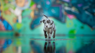 Dog reflection graffiti motion blur - graffiti art free wallpaper