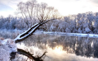 Winter tree reflection snowy forest - leaning free wallpaper