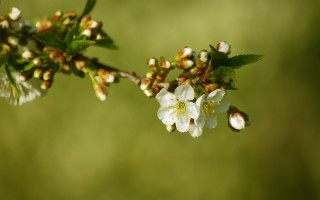 White flowers green leaves christmas - white flower free wallpaper