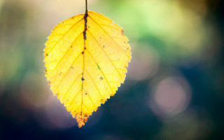 Yellow leaf water droplets autumn - leaf and a blurry background free wallpaper