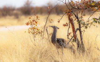 Birds tallgrass trees water sunset - tall grass and trees free wallpaper