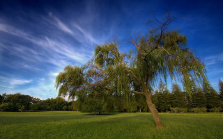 Tree field blue sky clouds 4 - david brewster free wallpaper