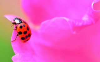 Ladybug pinkflower greenbackground macro naturalisme - a lady bug free wallpaper